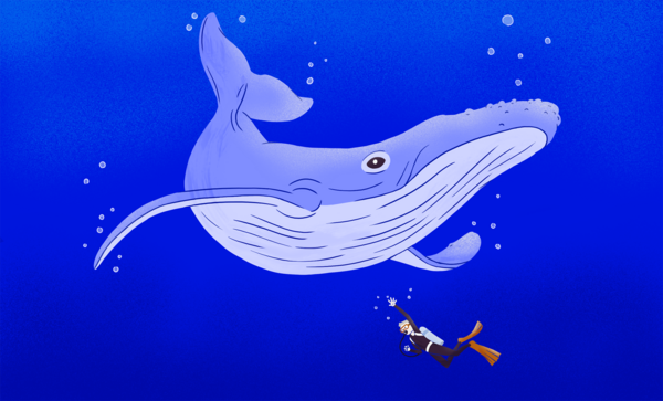 Hvor stor er en blåhval?