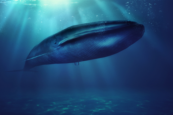 Blåhvalen er det største dyr i verden.